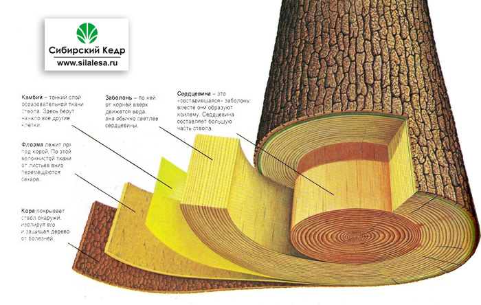 Dihydroquercetin-sapwood2.jpg